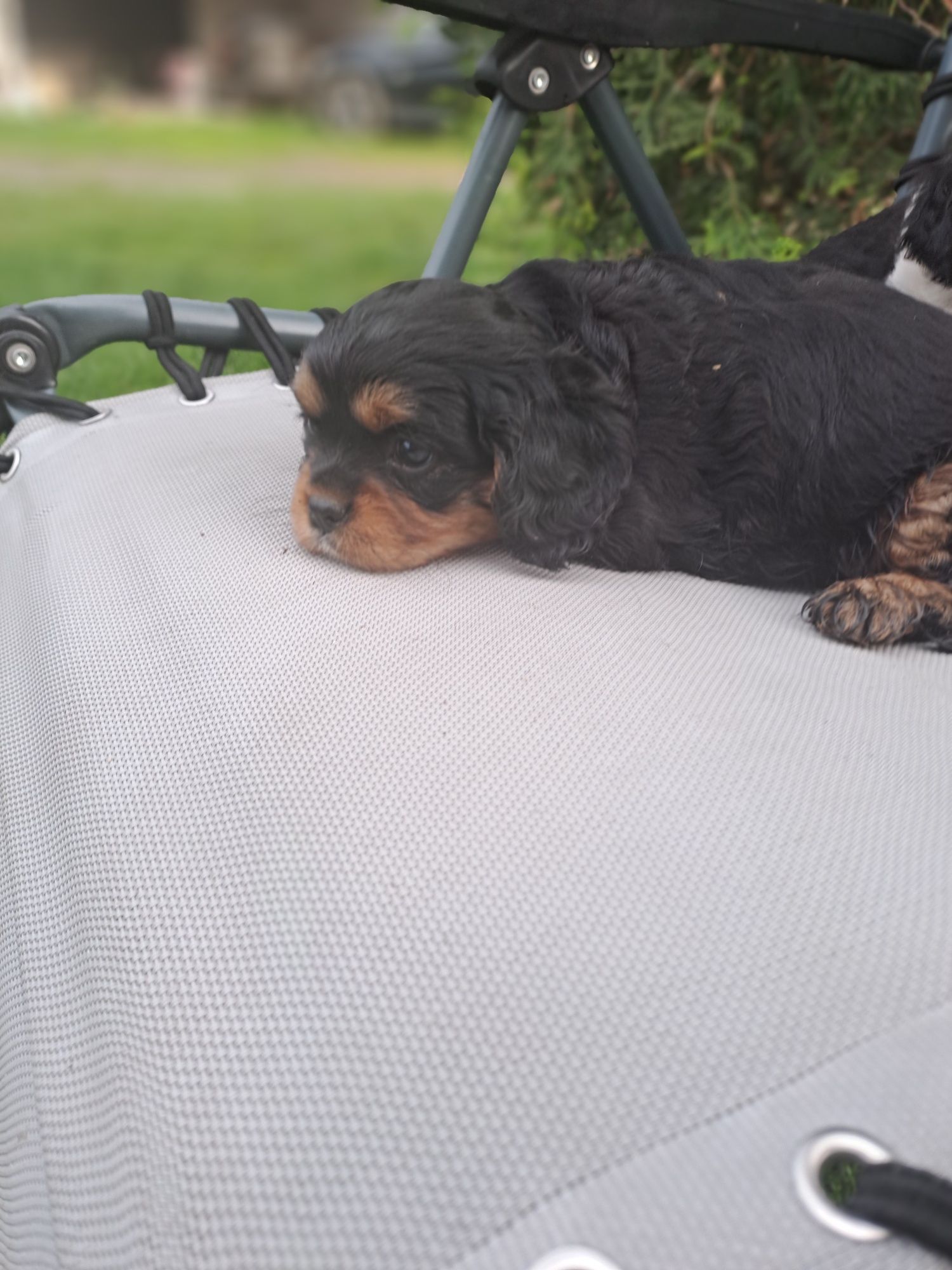 Piesek Cavalier King Charles Spaniel