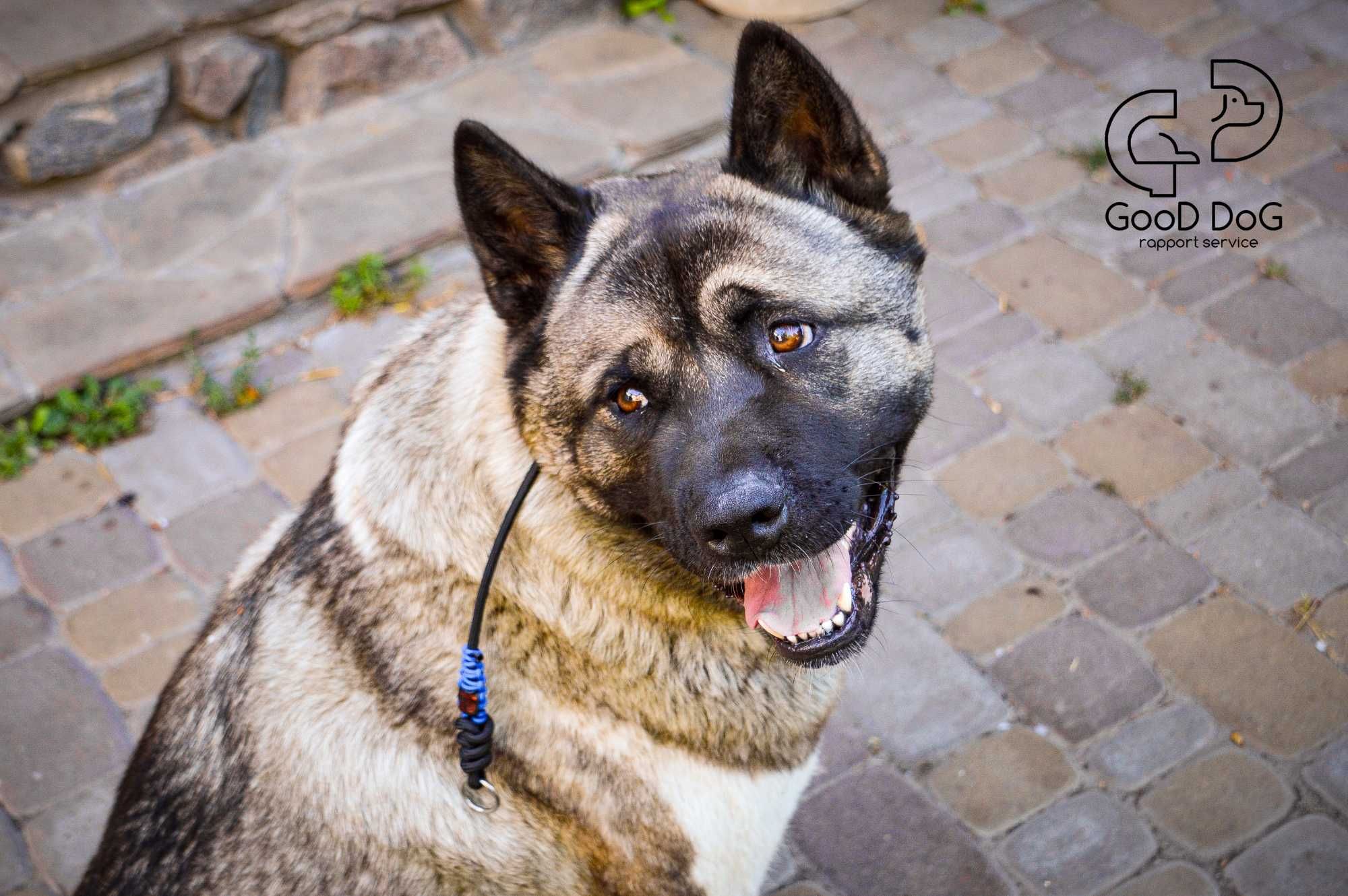 Ошейник контроллер для больших и средних пород собак | Good Dog