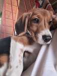 Suczka  beagle 5 mies