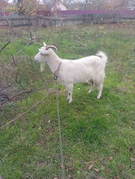 Козочку. Віддам в добрі руки.