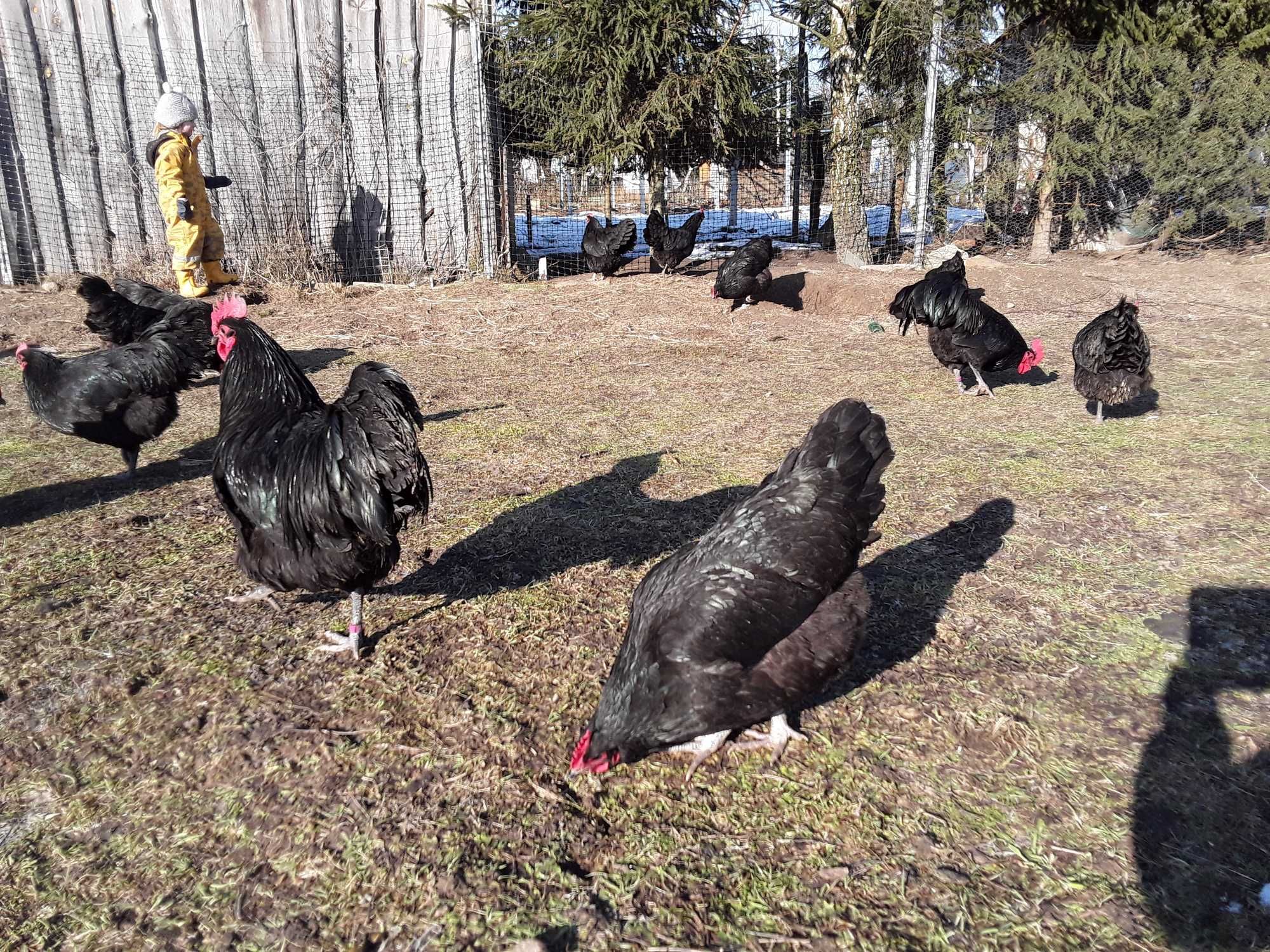 Australorp jaja lęgowe