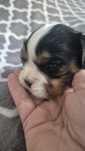 Sunia Cavalier King Charles Spaniel badania genetyczne