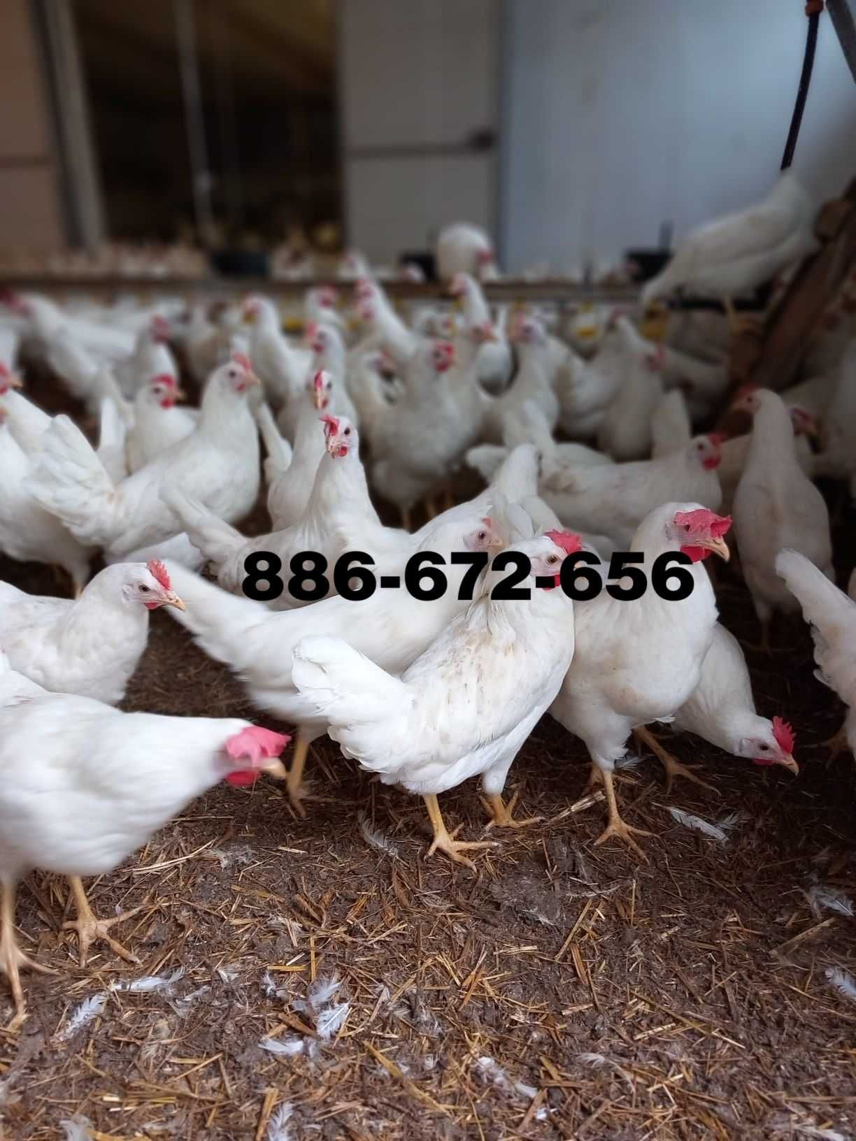 Młode kury nioski odchowane z jajkiem Leghorn Sendi Tintet