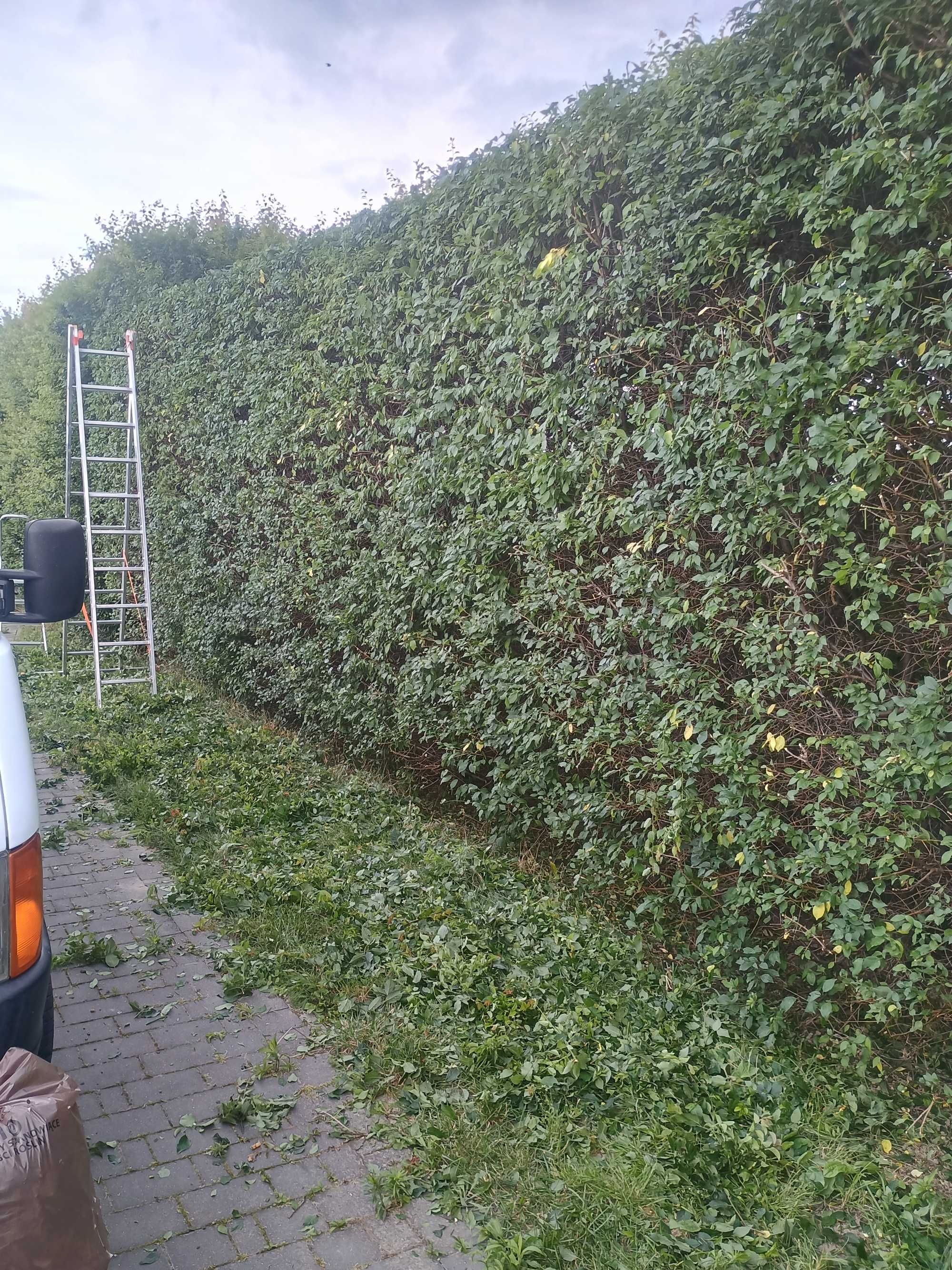 Wycinanie/Przycinanie drzew Tui/Rębak/Trawniki/Prace porządkowe