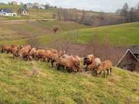 Owce kameruńskie .Baran kameruński