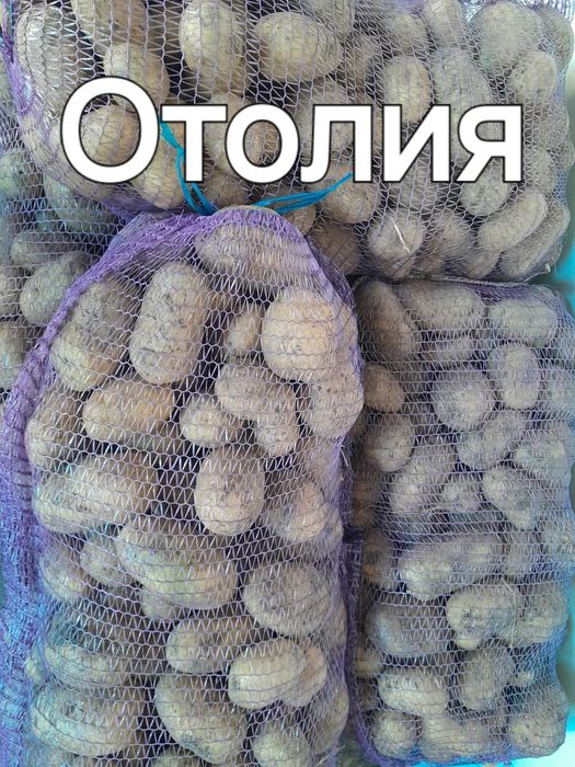 Продам картоплю Отолия ,Гренада
