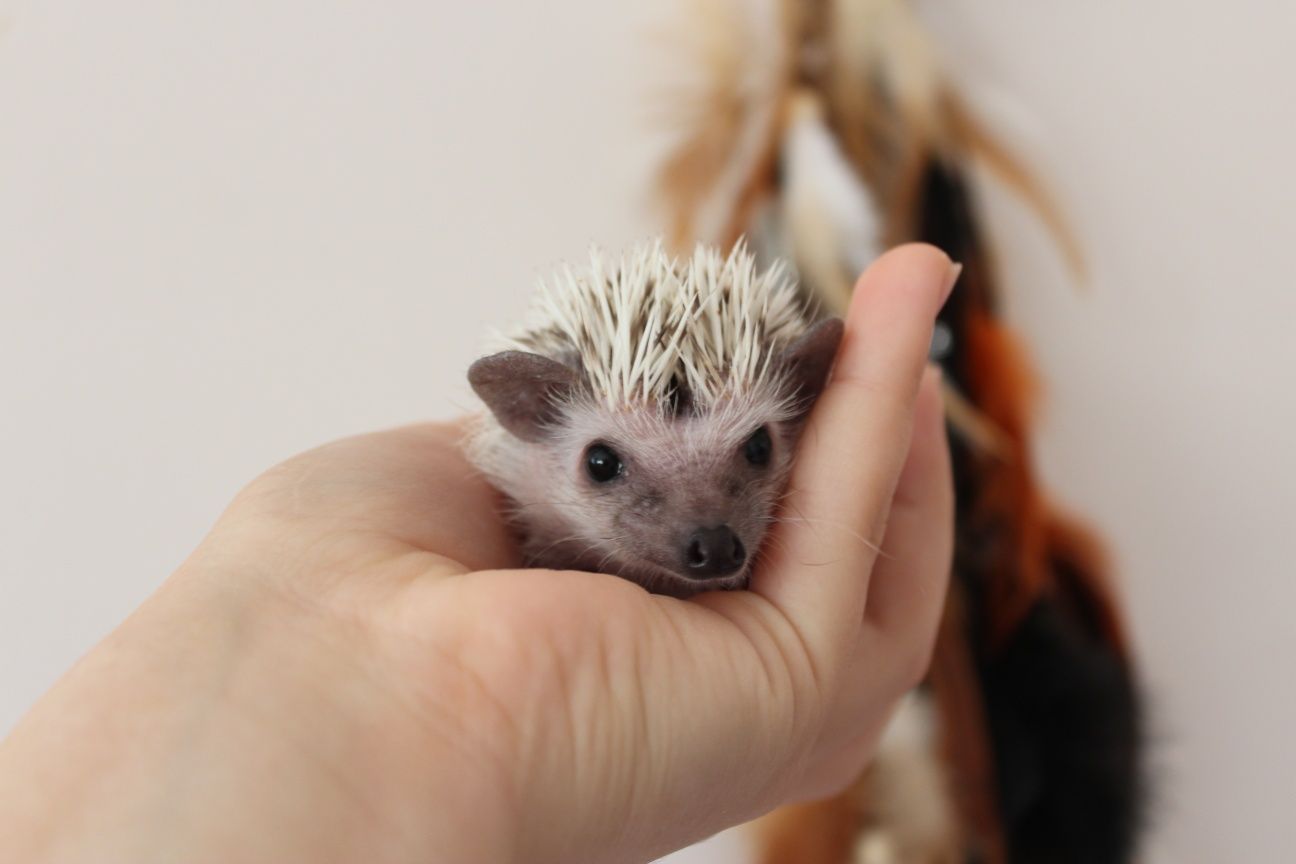 Jeż pigmejski, jeże, atelerix albiventris, hodowla zarejestrowana