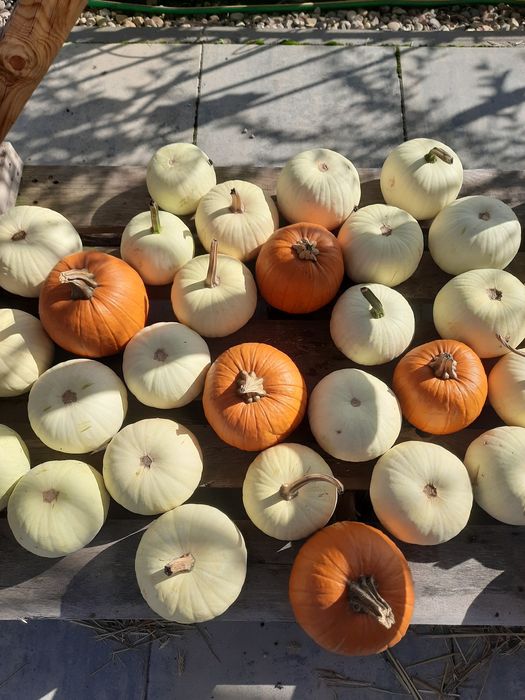 Dynie dynia Halloween Biała ozdobna