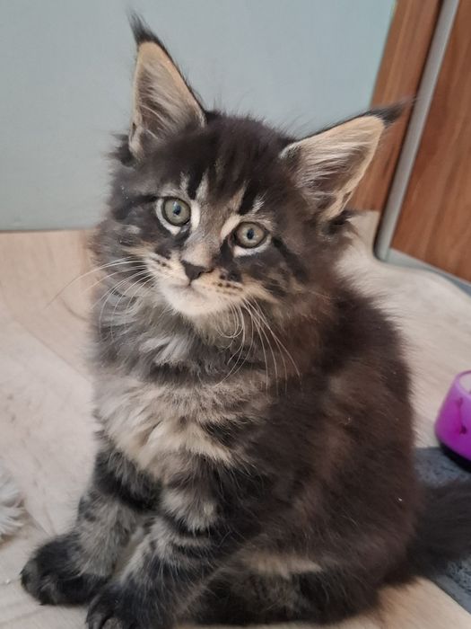 Sprzedam śliczną kotkę Maine Coon