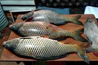 Оптовий продаж живої / свіжої річкової риби товстолоб карась короп
