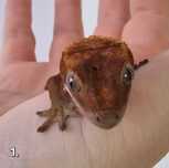 Gekony Orzęsione, Correlophus ciliatus, dorosłe, podrostki, młode 3msc
