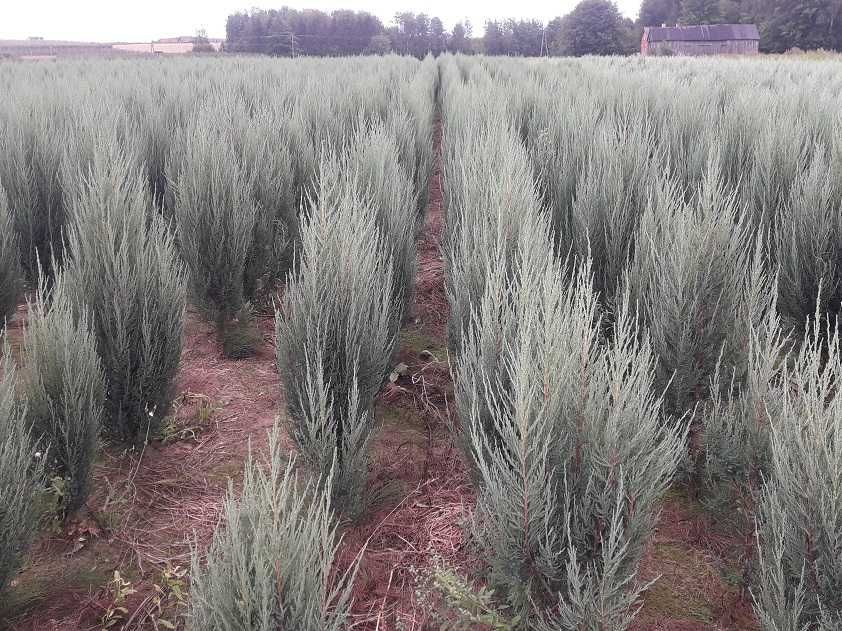 Jałowiec skalny 120,140,150,180 cm! Sadzimy! Nasz Dowóz! Blue Arrow!