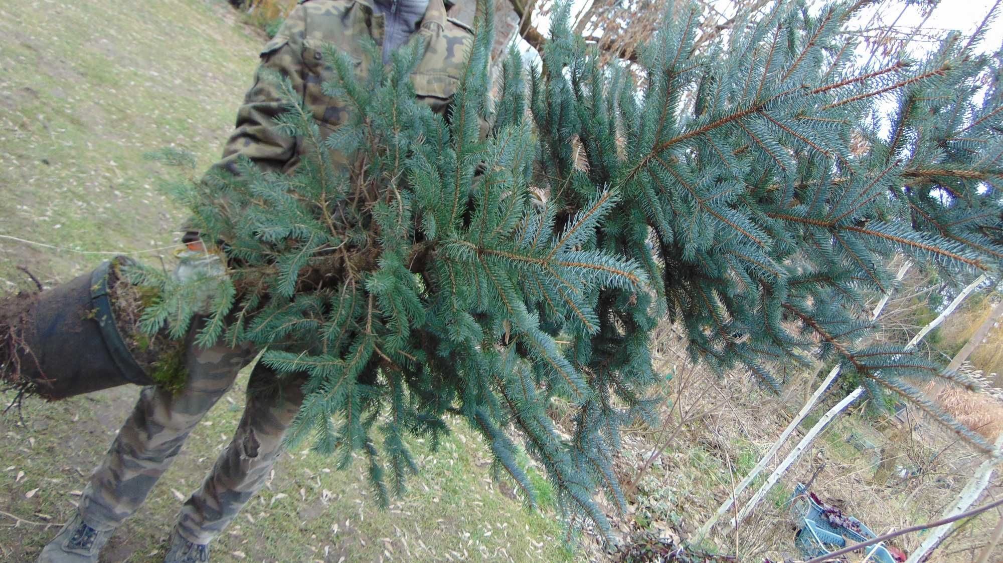 Świerk srebrny(BIAŁY) 2m formowany w donicy.