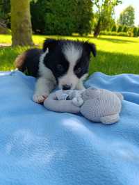 Border Collie Piesek