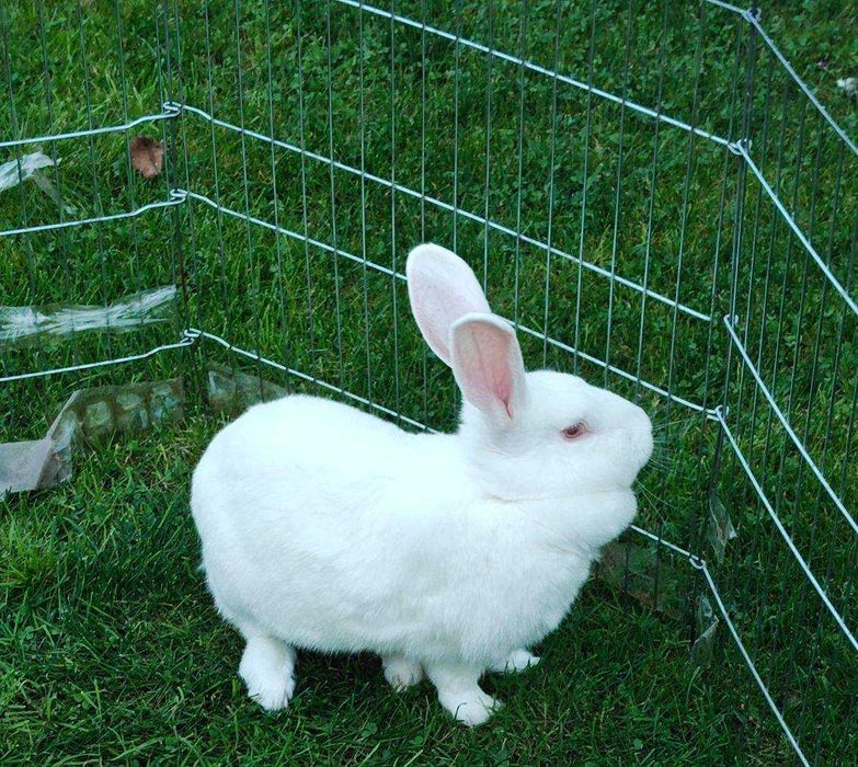 Króliki termondzkie białe - para z 2023