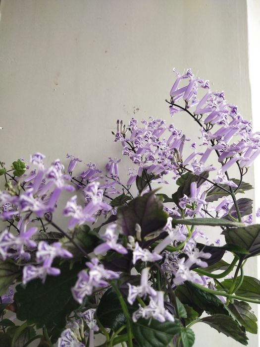 Плектрантус Мона Лавендер