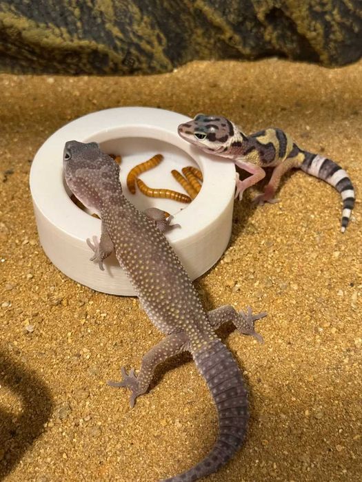 Karmnik w Terrarium Druk 3D PLA Jaszczurki Gady Pająki Ślimaki