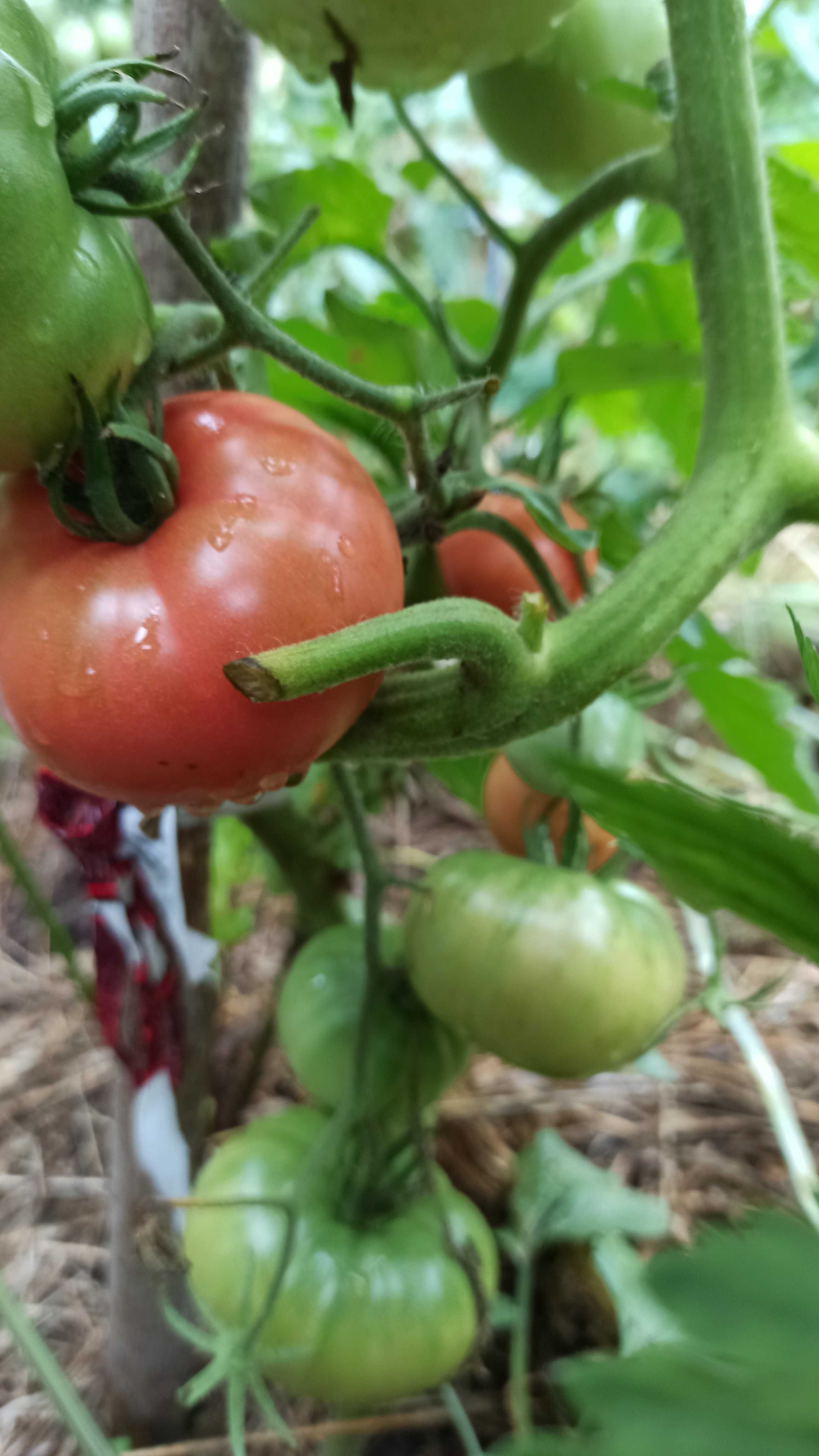 Розсада томатів (помідорів), вирощена на біогумусі. В стаканчиках