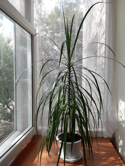 Драцена. Комнатные растение.