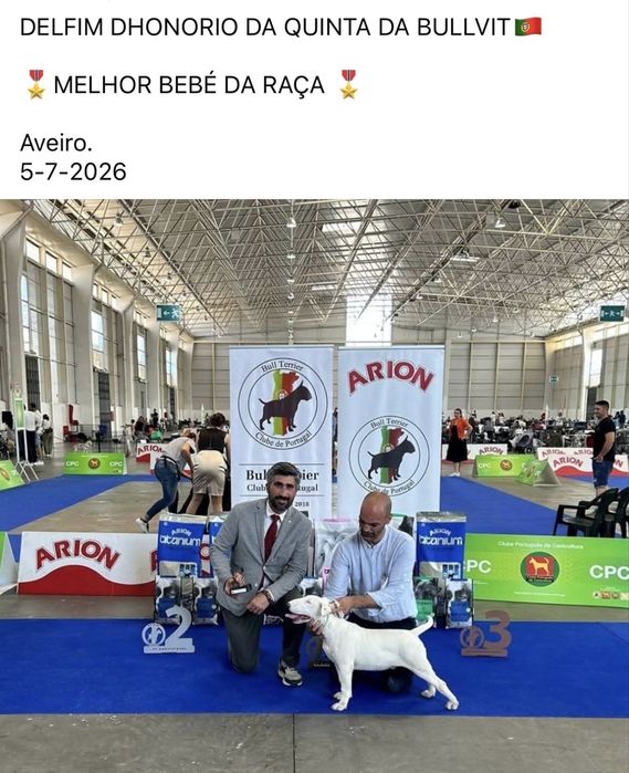 Bull Terrier Standard – Macho disponível