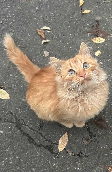 Отдам даром в добрые руки пушистого рыжего котенка