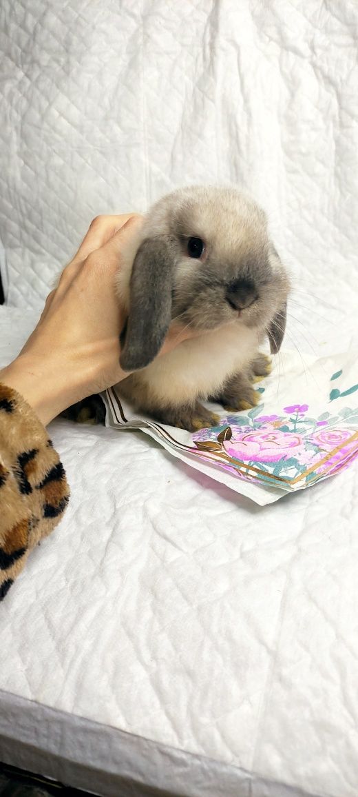 Mini Lop  królik gotowe do odbioru samce