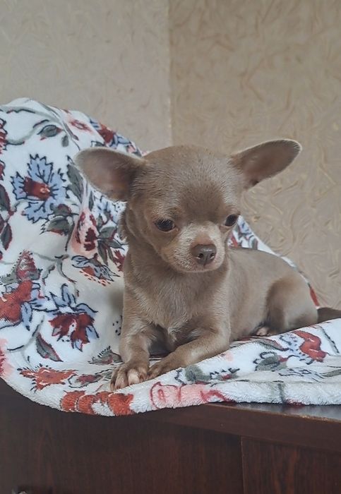 Девочка чихуахуа