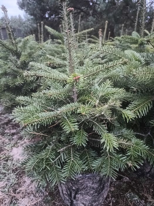 Jodła kaukaska 50 -  80 cm