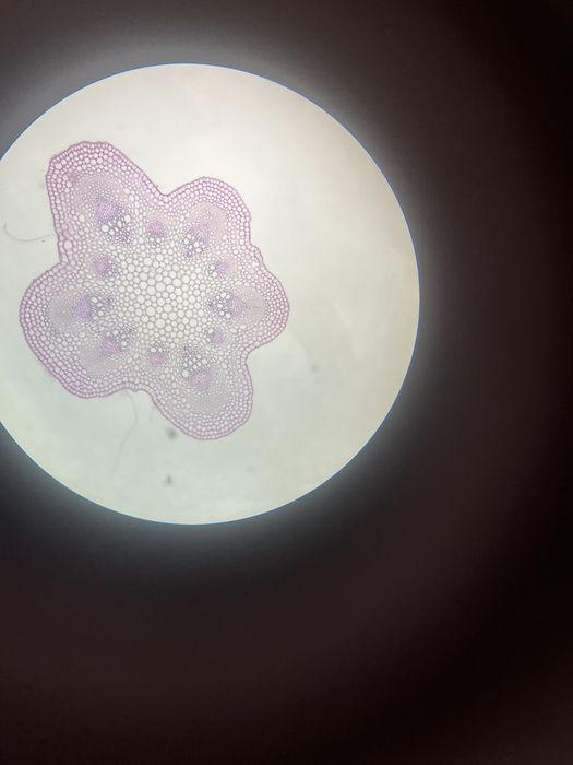 Korepetycje z chemii i/lub biologii