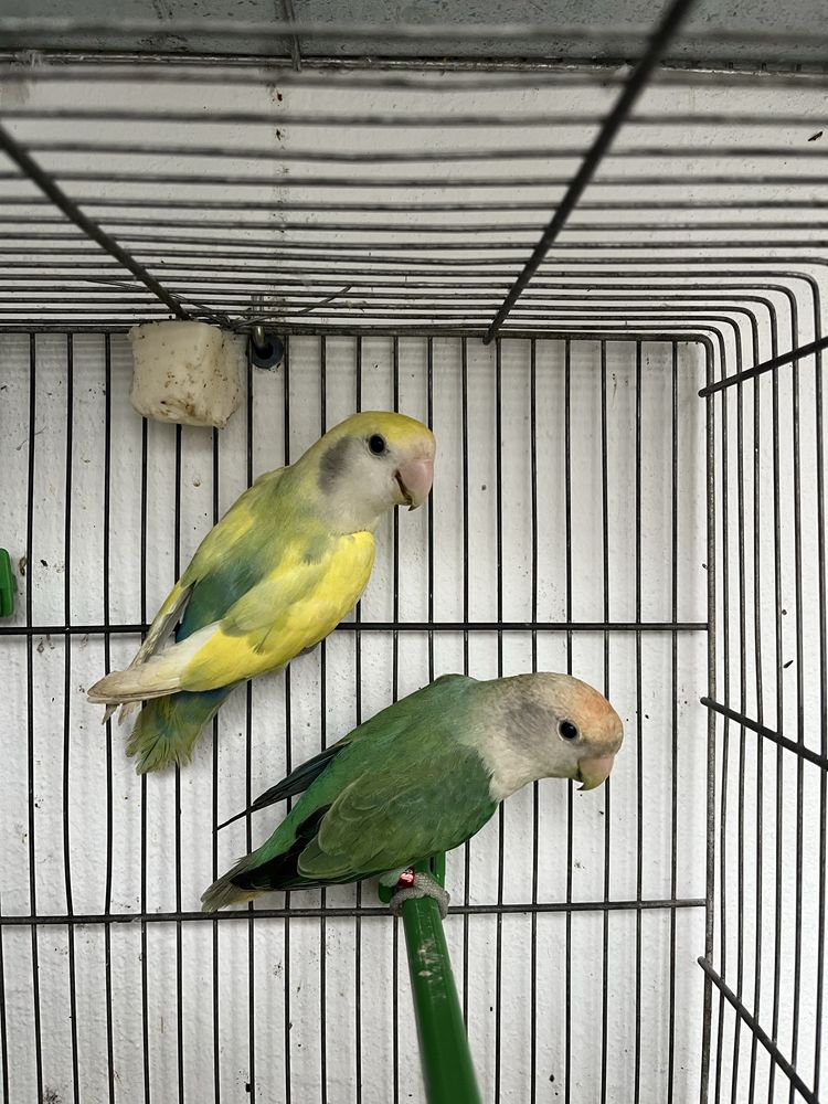 Casal de Roseicollis