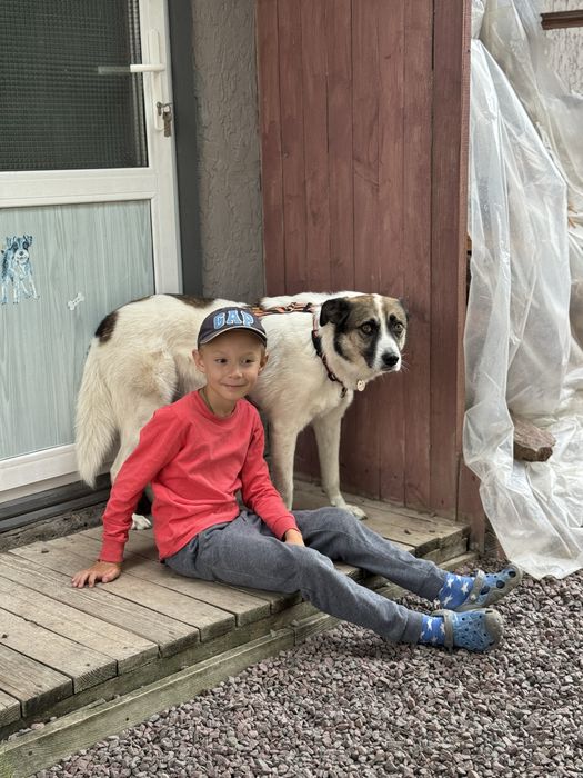 Собака з притулку приватний будинок