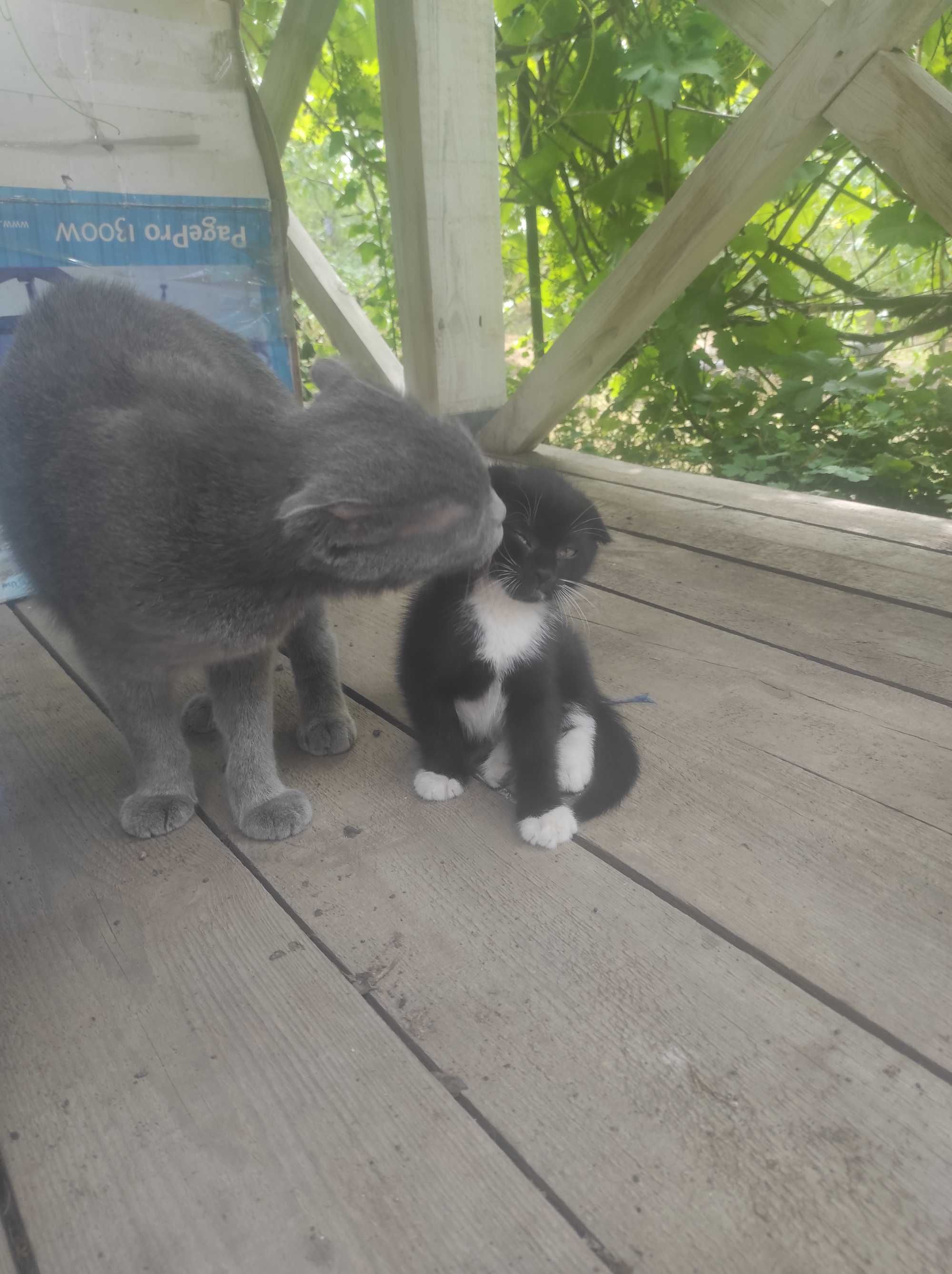 Шукаю родину кошенятам