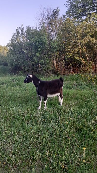 Срочно продам молоді кози