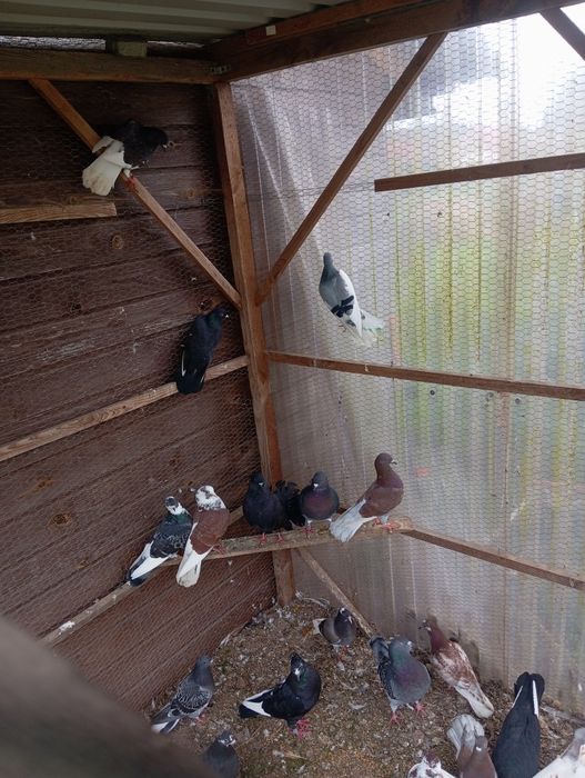 Gołębie mieszane itd