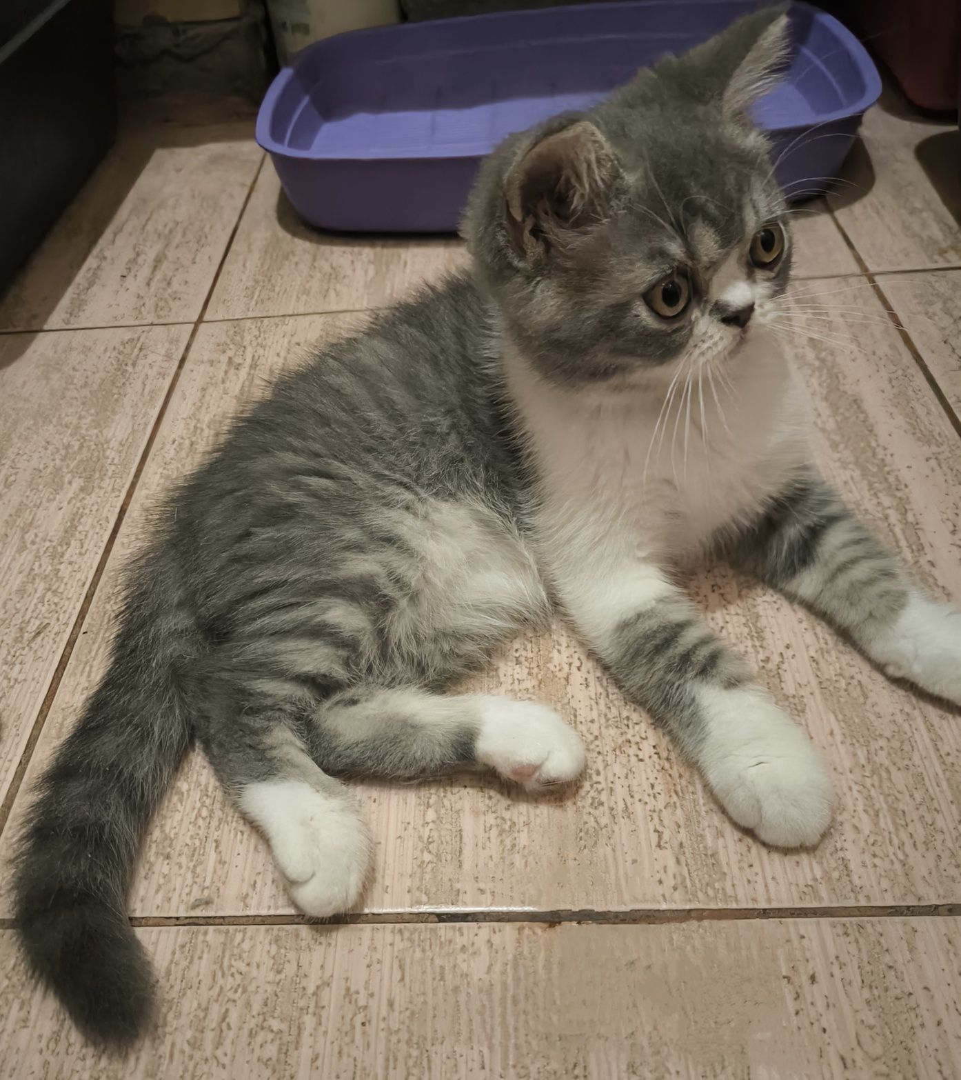 Хлопчик скотіш страйт