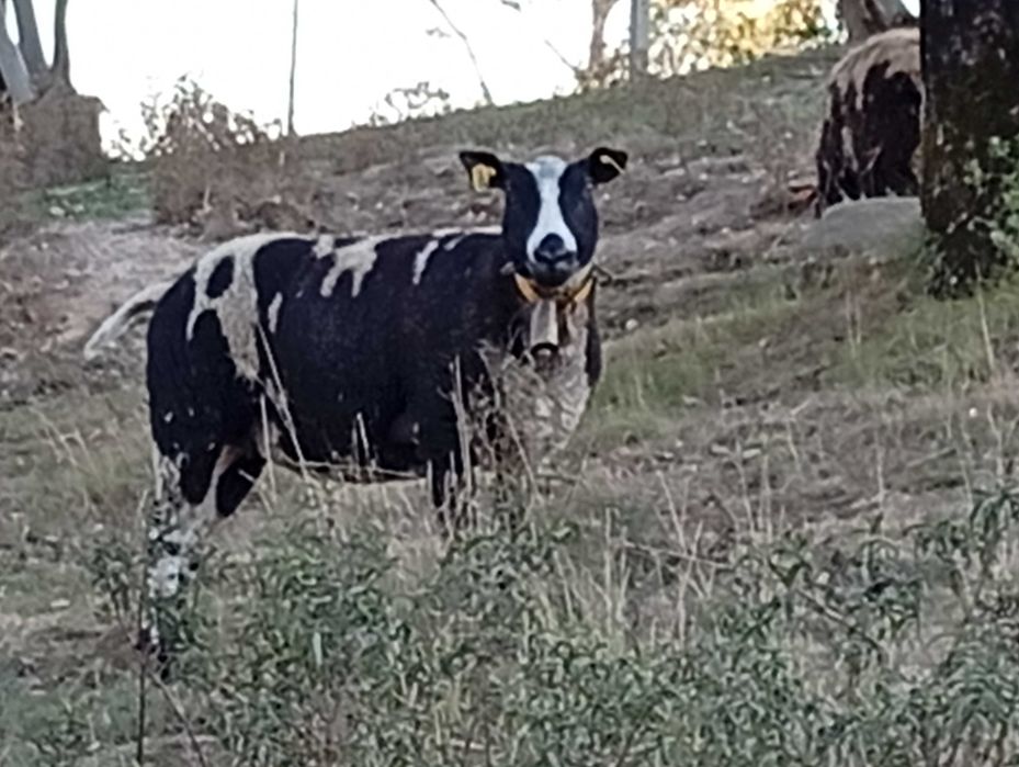 Malato Malhado Holandês
