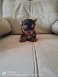 Yorkshire Terrier ( macho) miniatura
