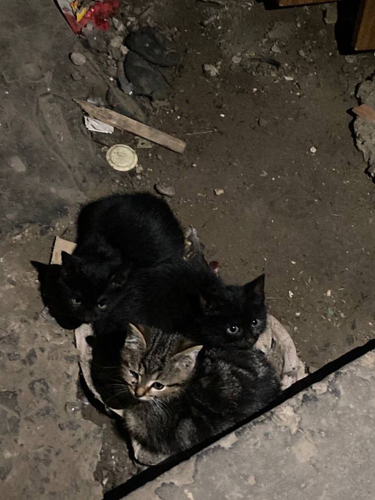 Кошеня хлопчик Тім, 4 місяці, ручний, здоровий, веселий — шукає дім!