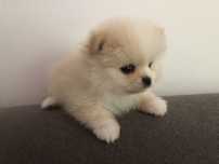 Pomeranian malutki misiaczek xxs .