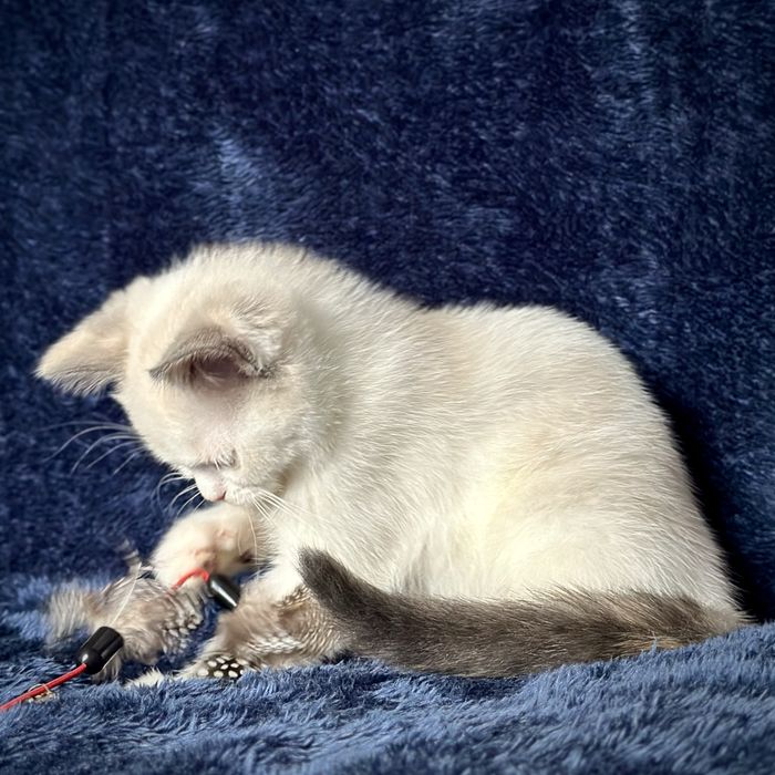 Дівчинка блю торті-поінт з білим