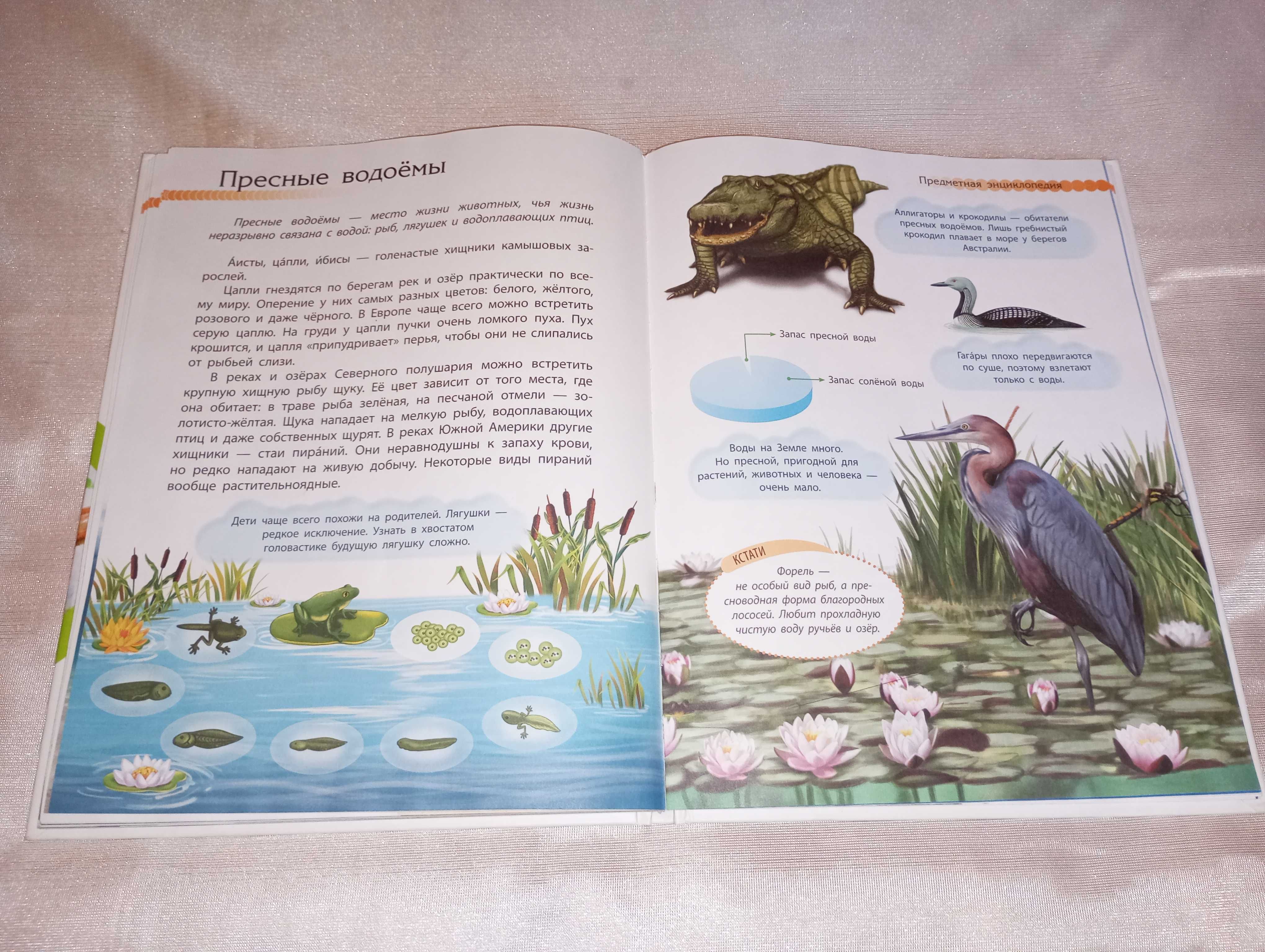 Книга детская Животный мир познаем и исследуем Елена Котенко