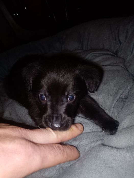 Oddam szczeniaki w dobre ręce