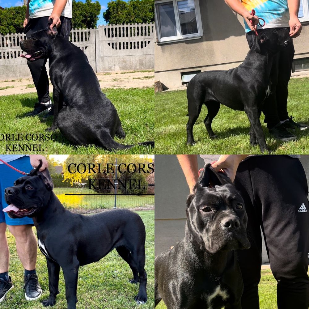 Cane Corso piesek