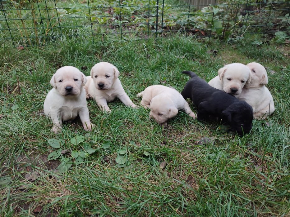 Цуценята лабрадор