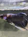 Macho betta veil tail