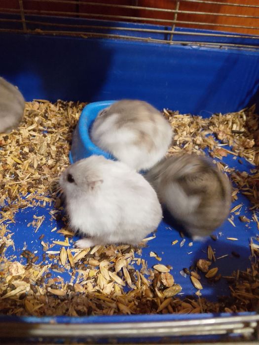 Хомячки Кременчуг