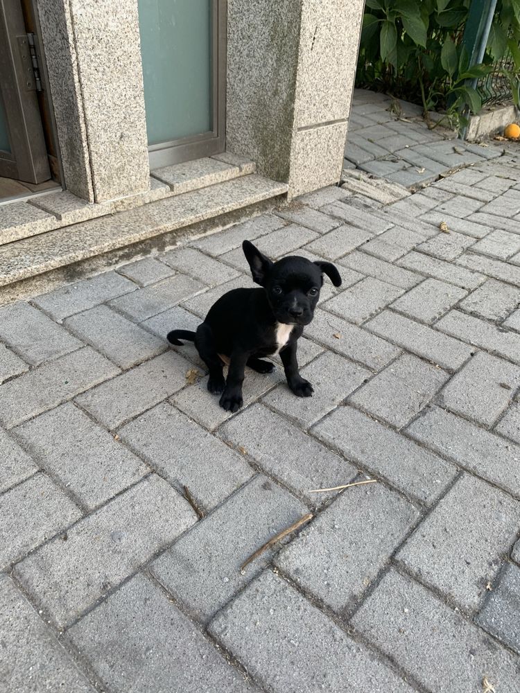 Doacao de cadela e filhota com quase 2 meses Pug / buldog