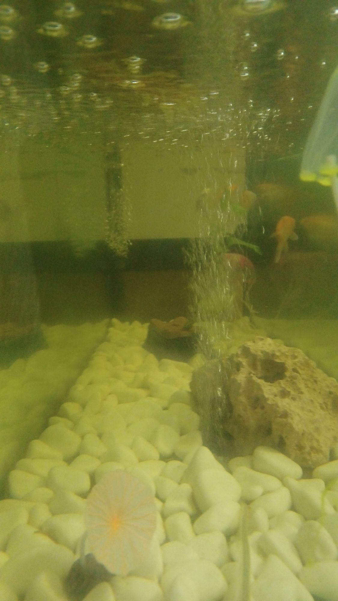 Vendo aquário 1.20 cm
