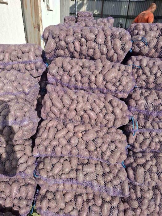 Продам картошку разных сортов