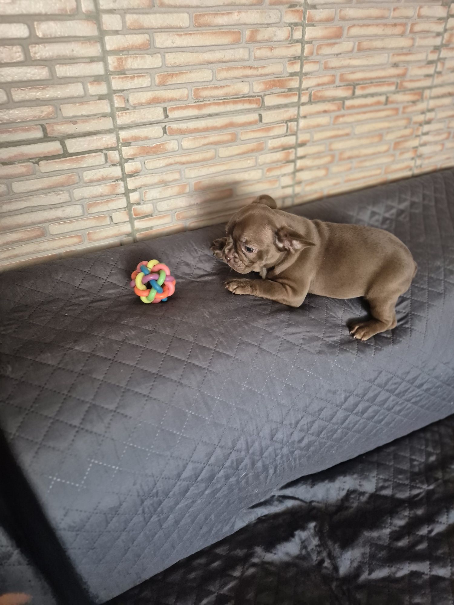 Bulldog Francês Fêmea Criadora Registada PT 3088FL